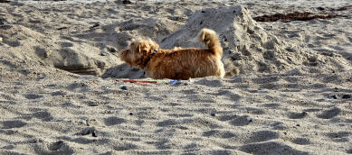 Im November ist der Strand für Hunde frei gegeben