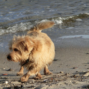 Michi an "seinem" Ostseestrand