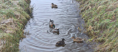 Enten an der Aue am Ferienhaus Dahmeer