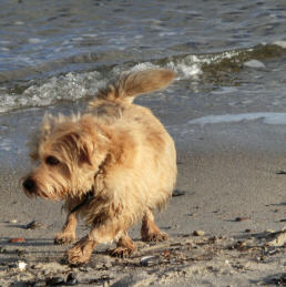 Michi an "seinem" Ostseestrand