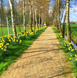 Narzissen am Sportplatz/Waldrand